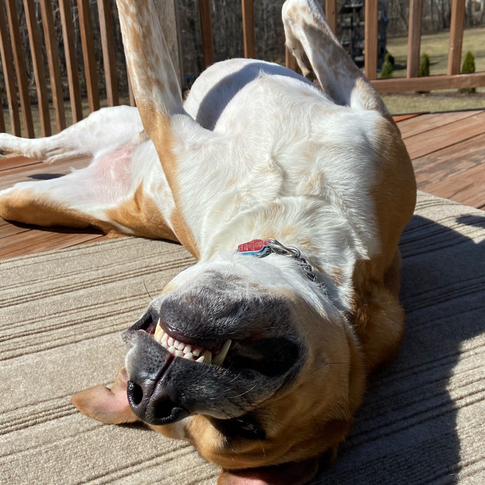 My four-legged children! 😉